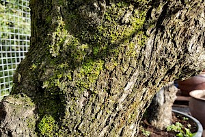 Silver Hair Moss: Fabronia pusilla