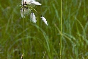 Broad-leaved Cottongrass: Eriophorum latifolium