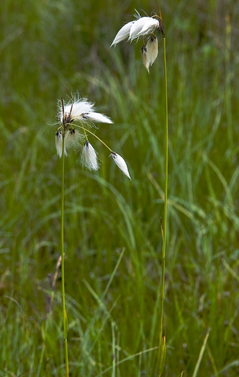 Eriophorum latifolium - © Charles Hipkin