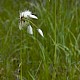 Eriophorum latifolium