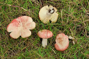 Bloody Brittlegill: Russula sanguinaria