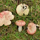 Russula sanguinaria