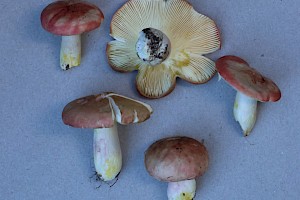 Bloody Brittlegill: Russula sanguinaria