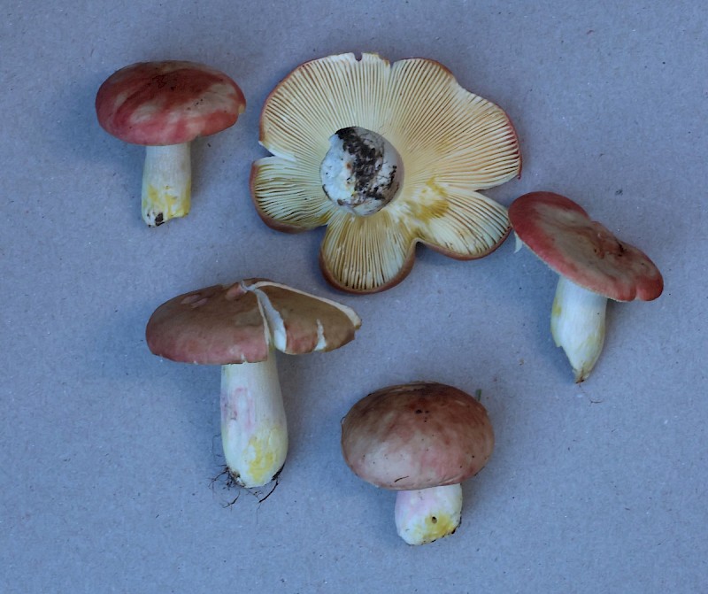 Russula sanguinaria - © Charles Hipkin