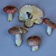 Russula sanguinaria