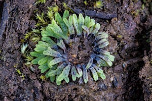 Least Crystalwort: Riccia subbifurca