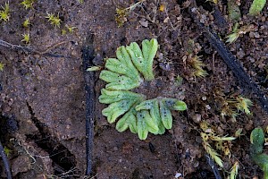 Least Crystalwort: Riccia subbifurca