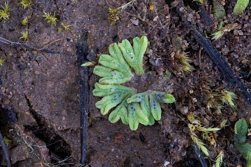 Riccia subbifurca - © Charles Hipkin