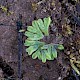 Riccia subbifurca