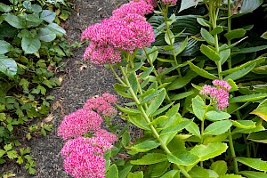 Sedum spectabile Butterfly Stonecrop