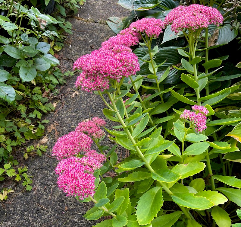 Sedum spectabile - © Charles Hipkin