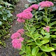 Sedum spectabile