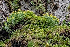 Roseroot: Sedum rosea