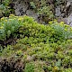 Sedum rosea