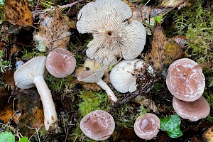 Grey Milkcap: Lactarius vietus