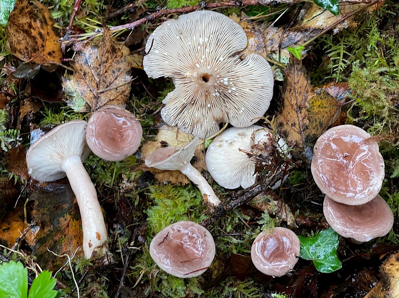 Lactarius vietus