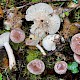 Lactarius vietus