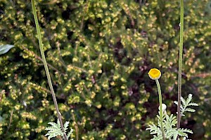 Yellow Chamomile: Anthemis tinctoria