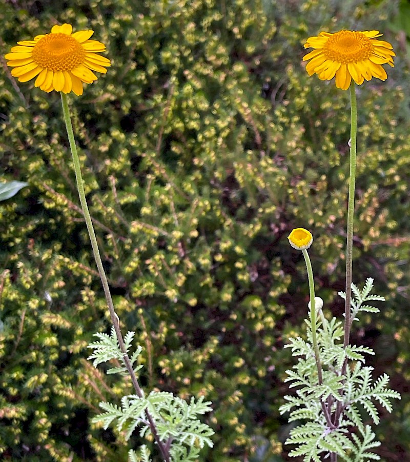 Anthemis tinctoria - © Charles Hipkin