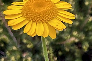 Yellow Chamomile: Anthemis tinctoria