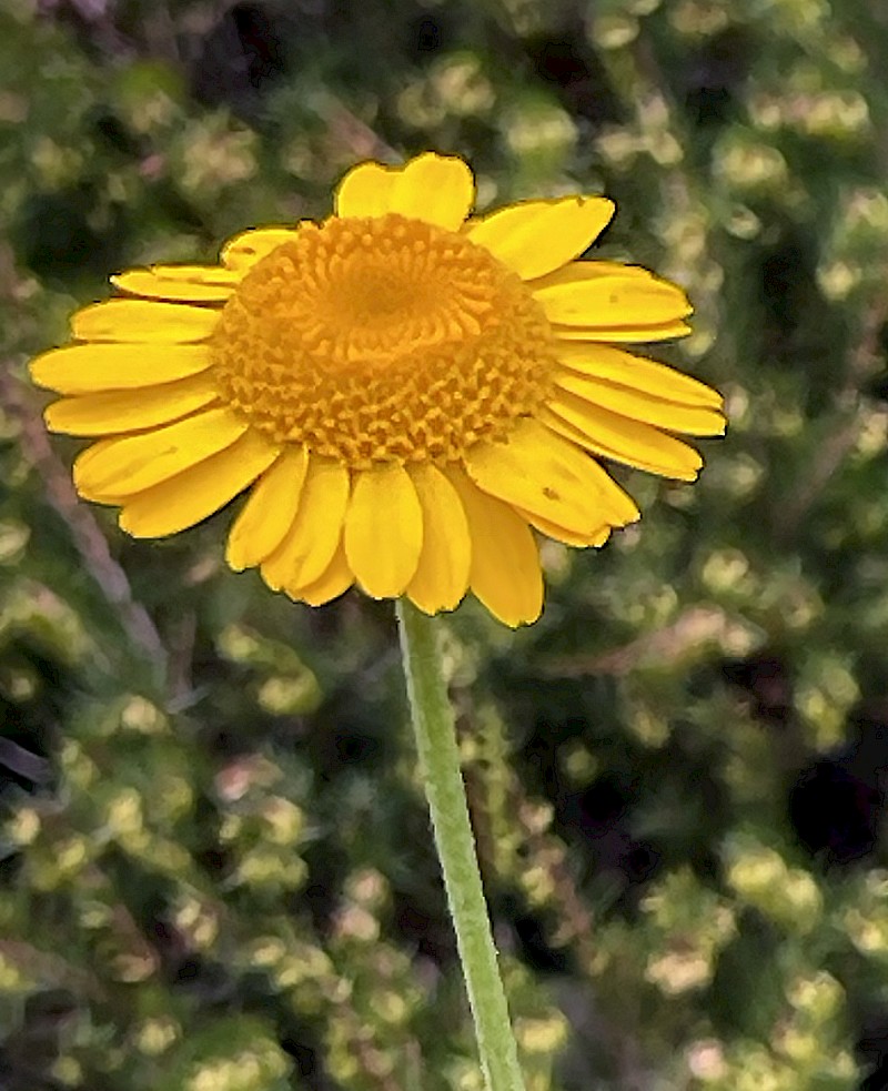 Anthemis tinctoria - © Charles Hipkin