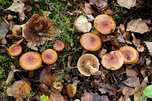 Birch Knight: Tricholoma fulvum