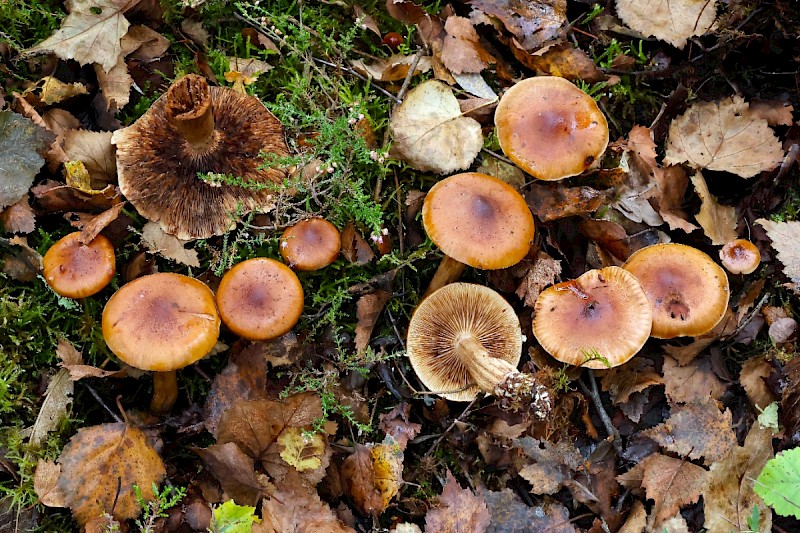 Tricholoma fulvum - © Charles Hipkin