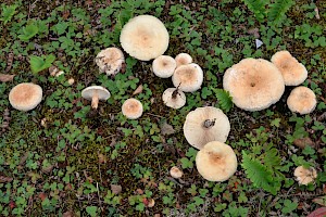 Bearded Milkcap: Lactarius pubescens