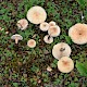 Lactarius pubescens