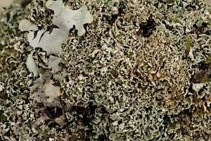 : Cladonia parasitica