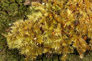 Bark Signal-moss: Sematophyllum substrumulosum