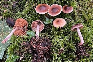 : Cortinarius decipientoides