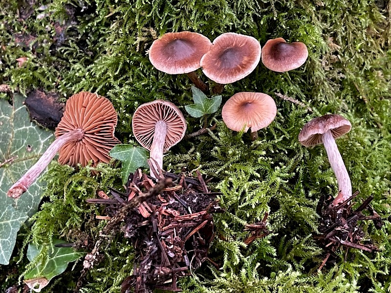 Cortinarius decipientoides - © Charles Hipkin