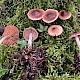 Cortinarius decipientoides