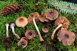 : Cortinarius decipientoides