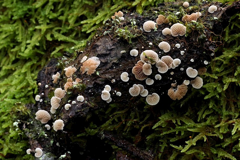 Crepidotus subverrucisporus - © Charles Hipkin