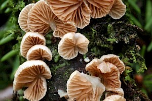 : Crepidotus subverrucisporus