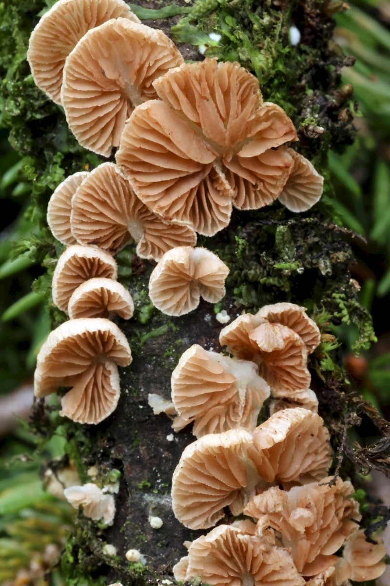 Crepidotus subverrucisporus - © Charles Hipkin