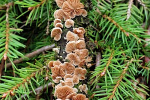 : Crepidotus subverrucisporus