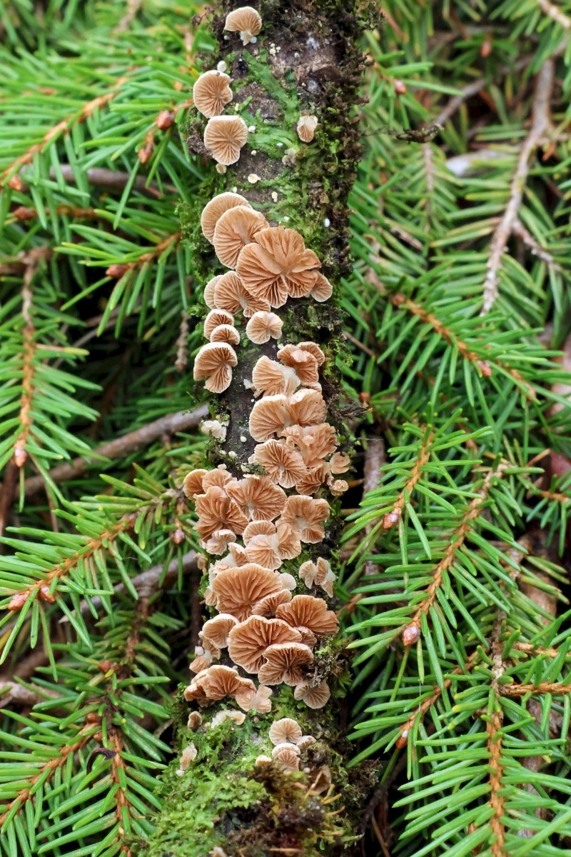 Crepidotus subverrucisporus - © Charles Hipkin