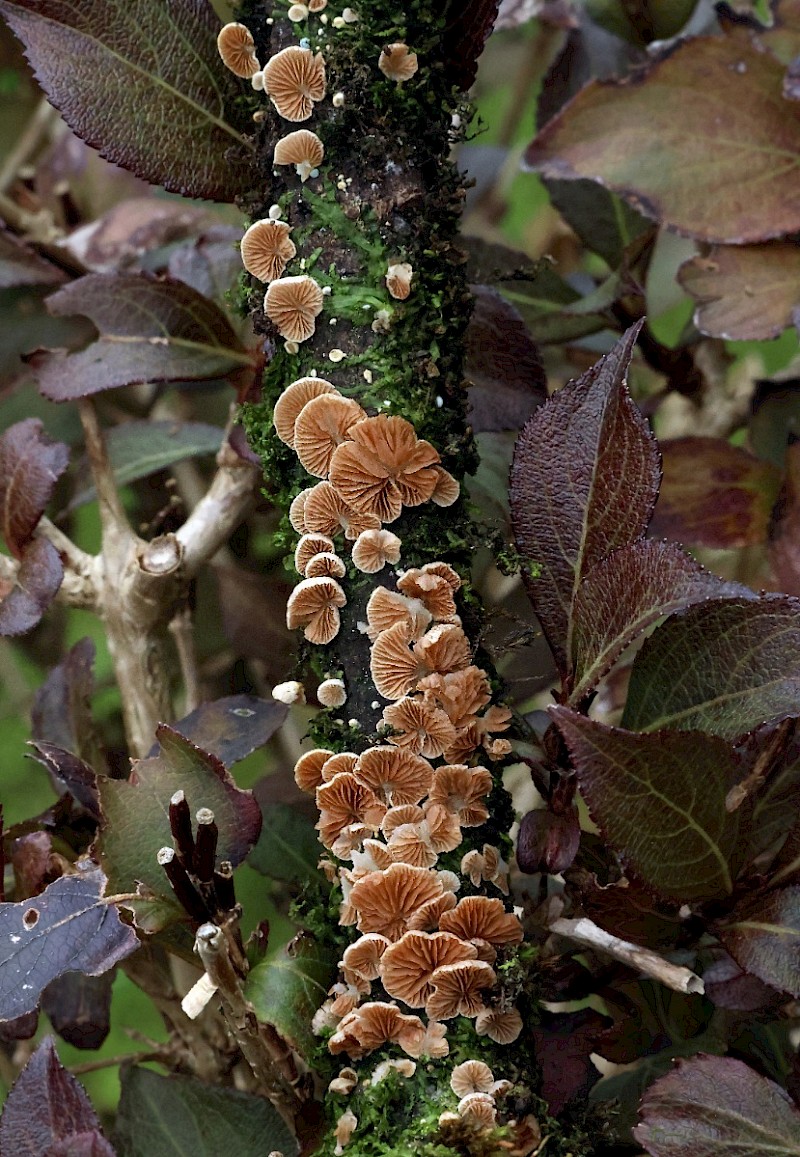 Crepidotus subverrucisporus - © Charles Hipkin