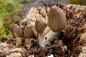 : Coprinopsis acuminata