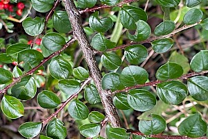 Cotoneaster hjelmqvistii Hjelmqvist's Cotoneaster