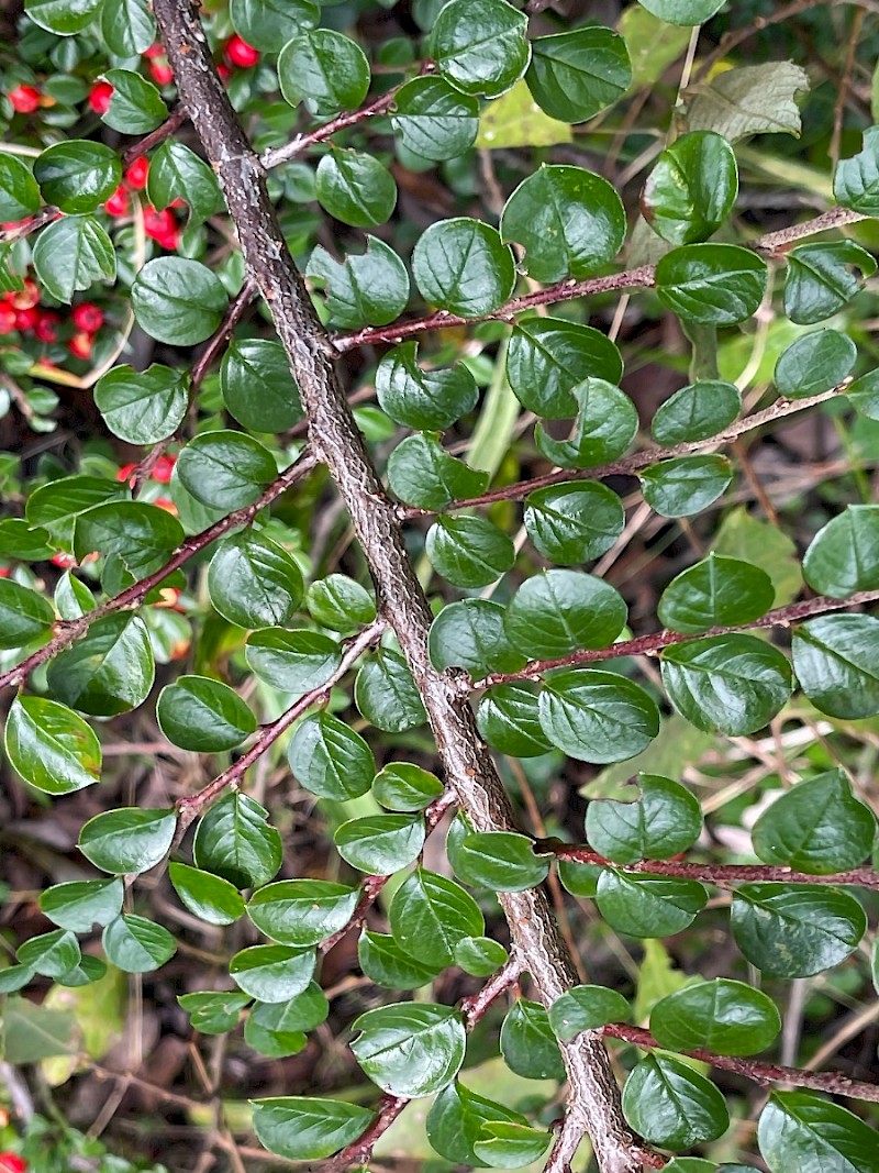 Cotoneaster hjelmqvistii - © Charles Hipkin