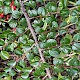 Cotoneaster hjelmqvistii