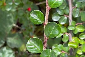 Hjelmqvist's Cotoneaster: Cotoneaster hjelmqvistii