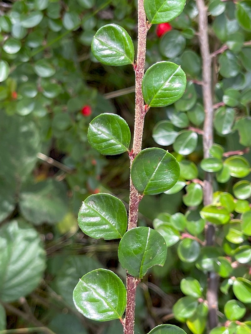 Cotoneaster hjelmqvistii - © Charles Hipkin