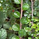 Cotoneaster hjelmqvistii