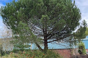 Stone Pine: Pinus pinea