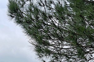 Stone Pine: Pinus pinea